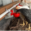 Bebedero Automático Copa Con Conector T En PVC Diámetro Interno 1/2" Para Pollos, Patos, Gallinas, Aves.