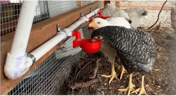 Bebedero Automático Copa Con Conector T En PVC Diámetro Interno 1/2" Para Pollos, Patos, Gallinas, Aves.