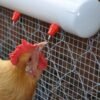 Bebedero Tipo Niple para Codorniz, Pollo, Gallina, Ave, Conejo giratorio de 360 grados X 100 unidades