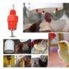 Bebedero Tipo Niple para Codorniz, Pollo, Gallina, Ave, Conejo giratorio de 360 grados X 100 unidades
